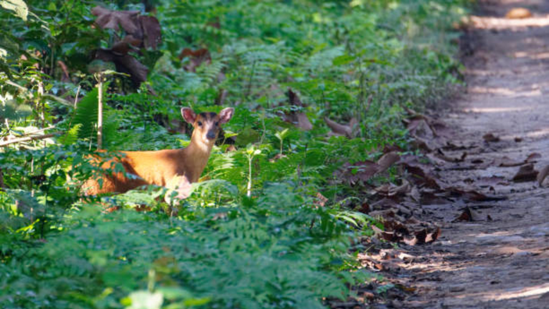 Endangered barking deer killed in Garo Hills, Poacher nabbed
