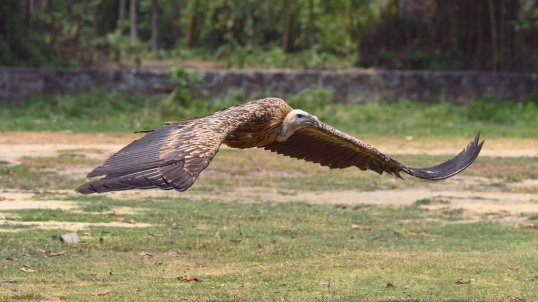 Assam: 15 Vultures Released Back into the Wild After Recovery from Food Poisoning