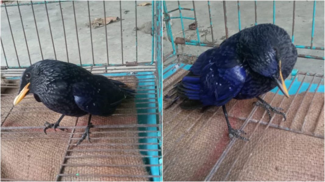 The Divisional Forest Officer (DFO) East and West Garo Hills Wildlife Division informed the demise of a recently rescued Blue Whistling-Thrush Bird, which breathed its last at around 12:30 am on Tuesday.