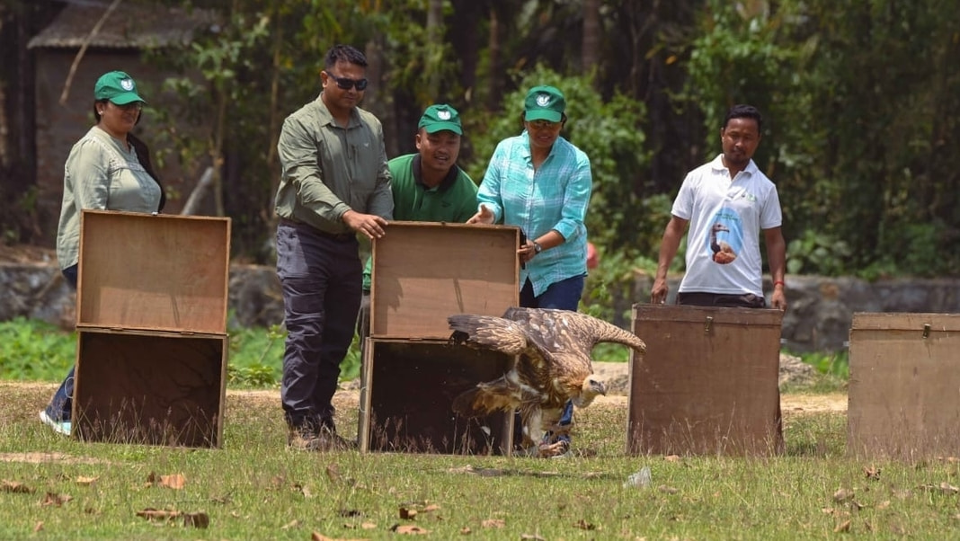 Assam: 15 Vultures Released Back into the Wild After Recovery from Food Poisoning