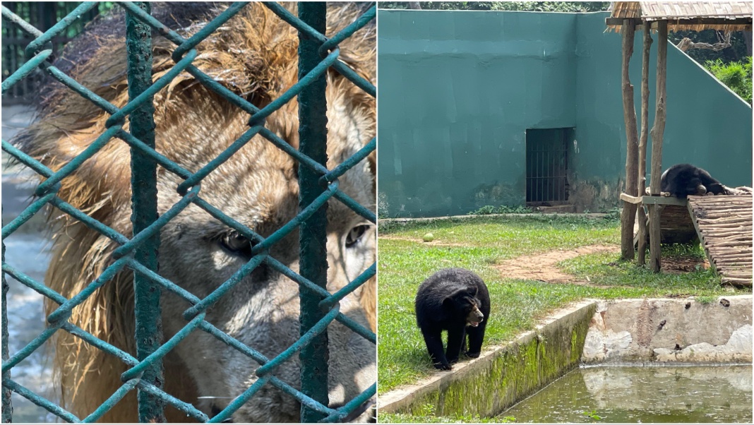 Sepahijala Zoological Park takes proactive measures amid heat wave, ensures animal well-being