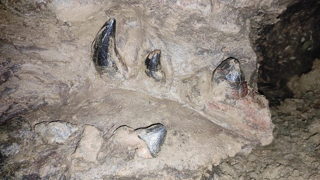 Breaking News | 40 million old fossil found in Meghalaya’s South Garo Hills