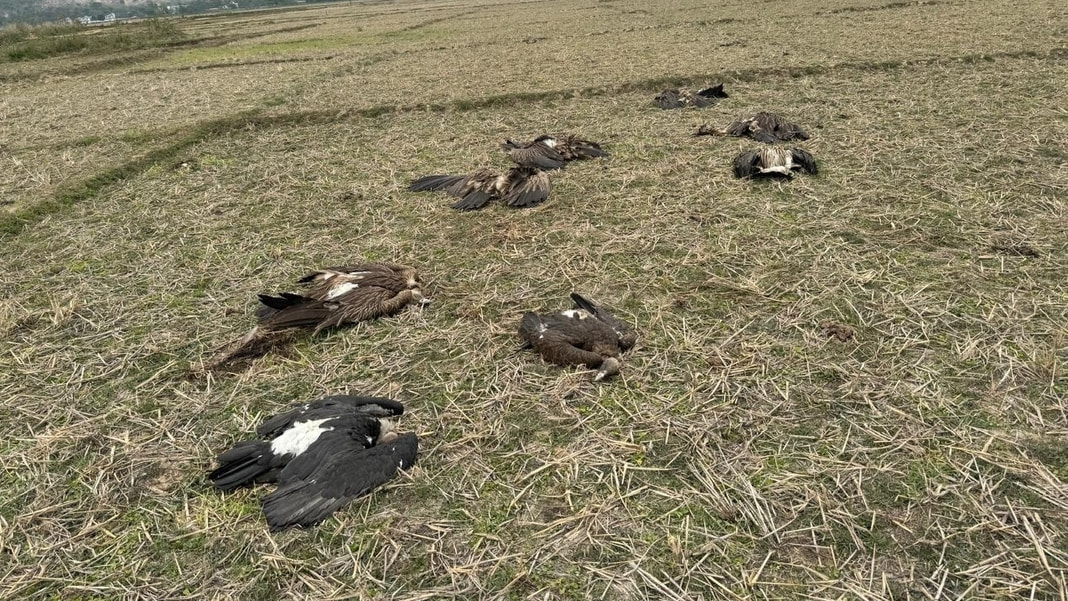 8 vultures, 1 kite found dead under mysterious condition in outskirts of Guwahati