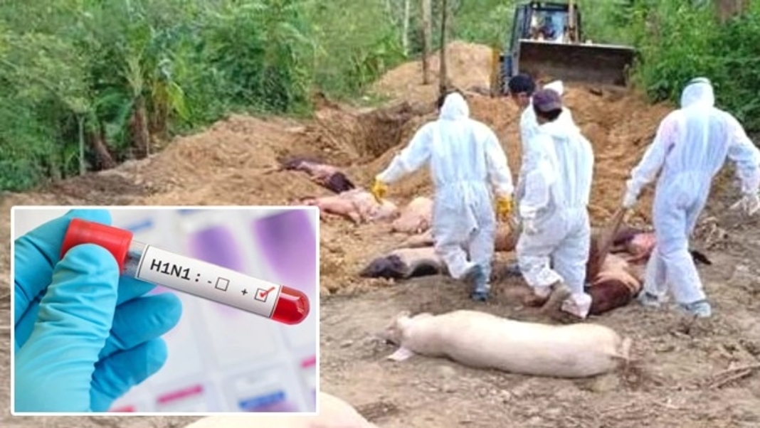 Swine Flu Outbreak in Assam's Hailakandi-Cachar Districts, One Child Dies, Four Hospitalized
