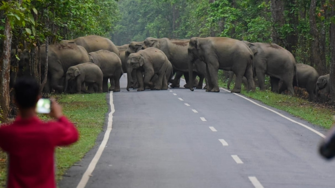 Assam: Herd of Wild Elephants Causes Havoc in Many Villages under Boko Revenue Circle