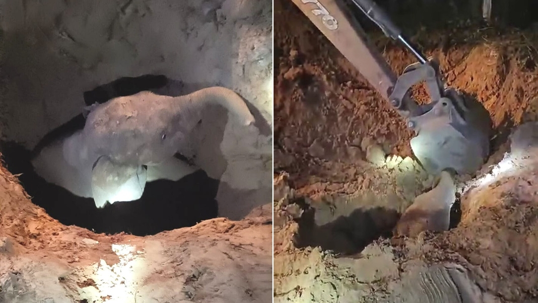 Assam: Elephant Calf Rescued from Well in South Kamrup