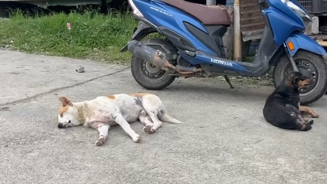 Advisories Issued After Surge in Dog Bite Cases in Papum Pare and Itanagar Capital Region, total 117 cases reported