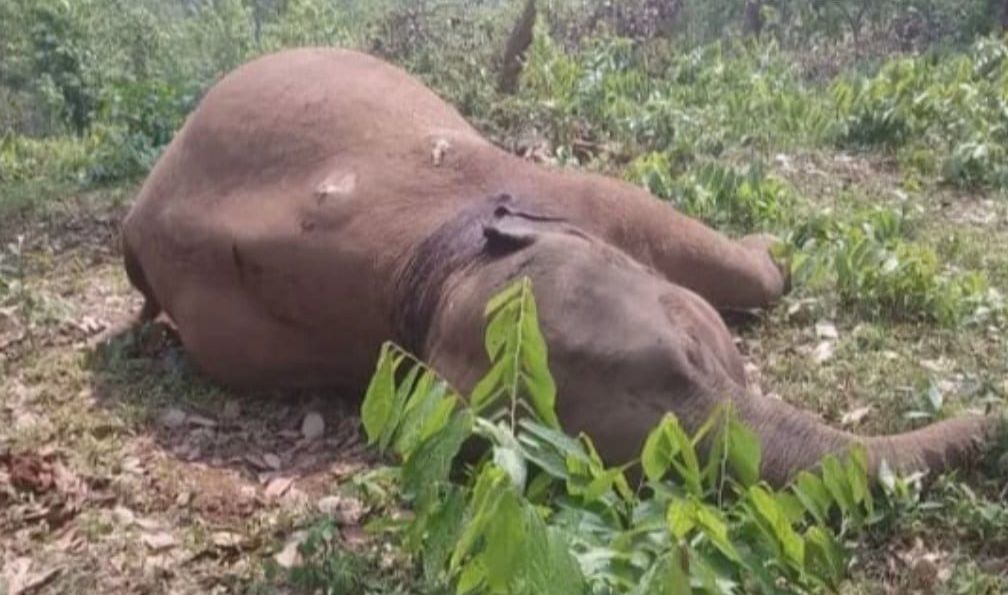 Wild elephant electrocuted in Garo Hills