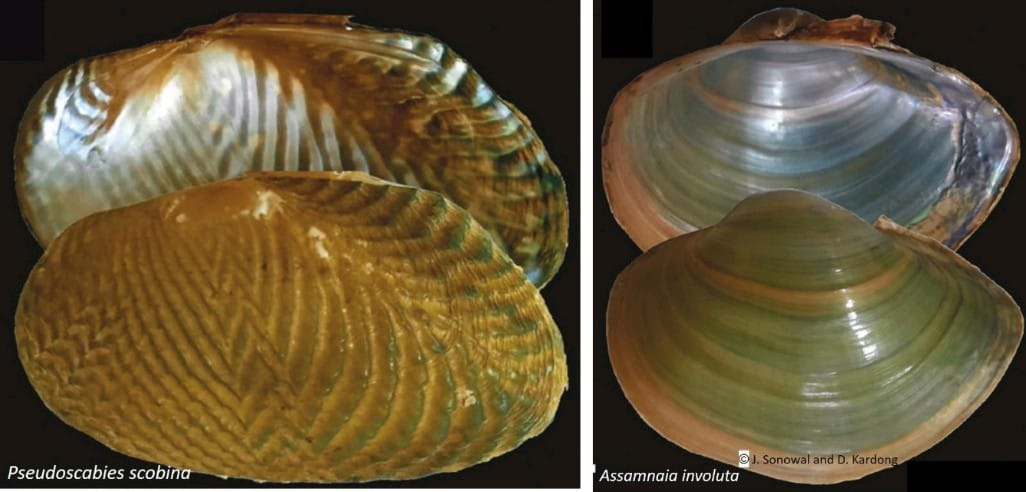 New Mollusca species