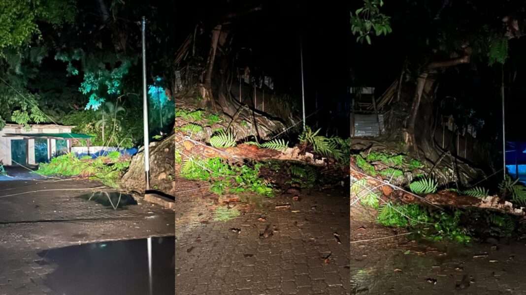 Remal affect, tree uprooted by in Chandmari Tura