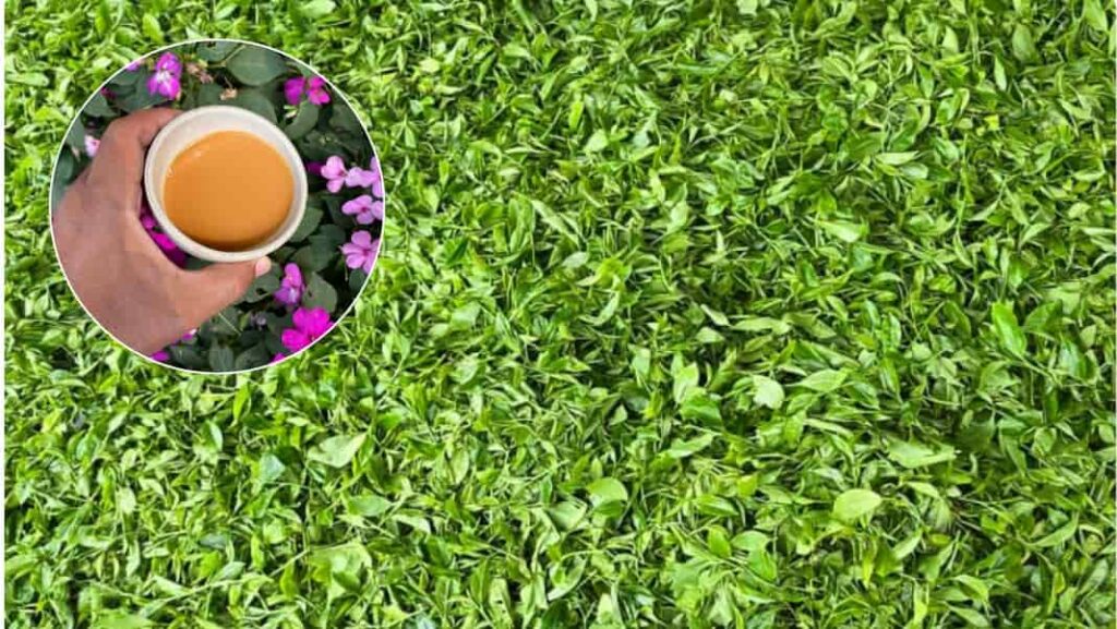 Grab Assam Tea Now: Second flush hits peak quality and record prices!