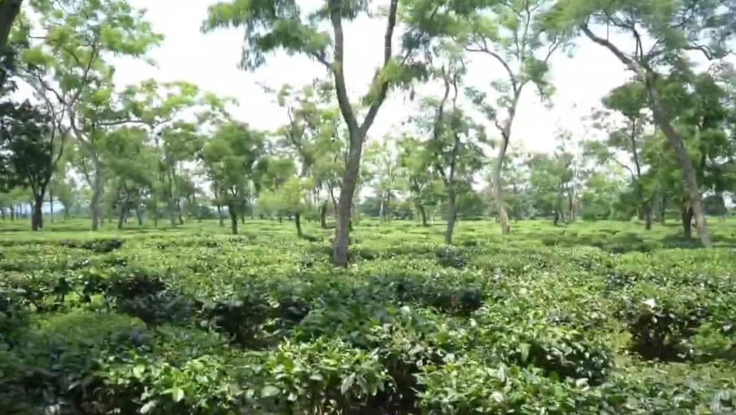 Historic Bholaguri Tea Estate to host Assam's New Swahid Kanaklata University