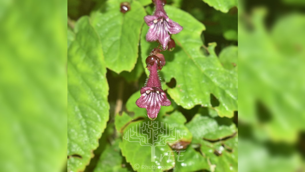 New Plant Species Discovered in Arunachal Pradesh Named After Botanist Dr. Janaki Ammal