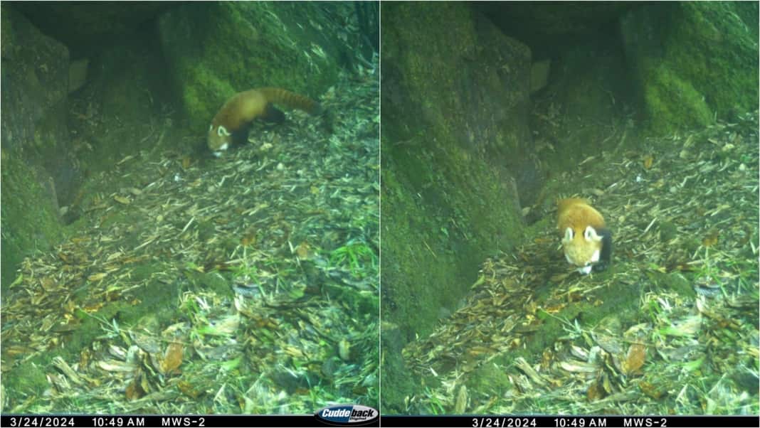 Arunachal Pradesh: Red Panda sighted in Lower Dibang valley