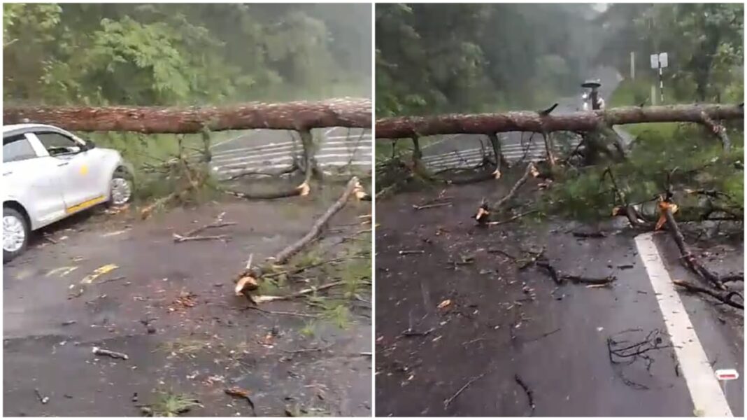 Heavy rainfall topples huge tree onto on Shillong - Umiam road, tourist taxi damaged