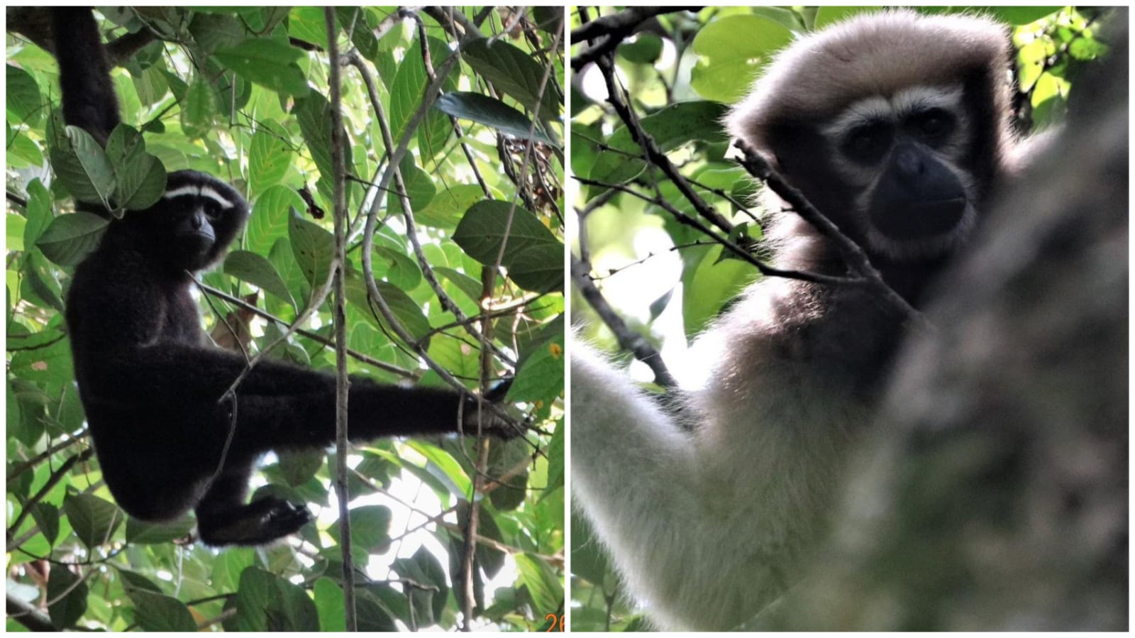 Hoolock Gibbon relocation dispute ends, secures conservation support