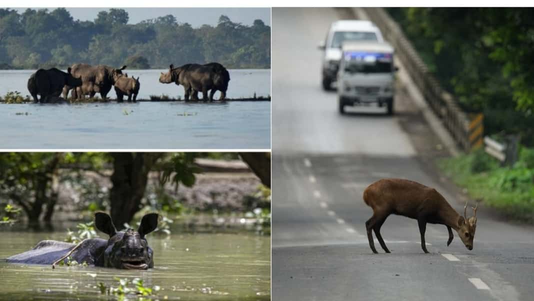Assam: Kaziranga submerged, movement of commercial vehicles restricted