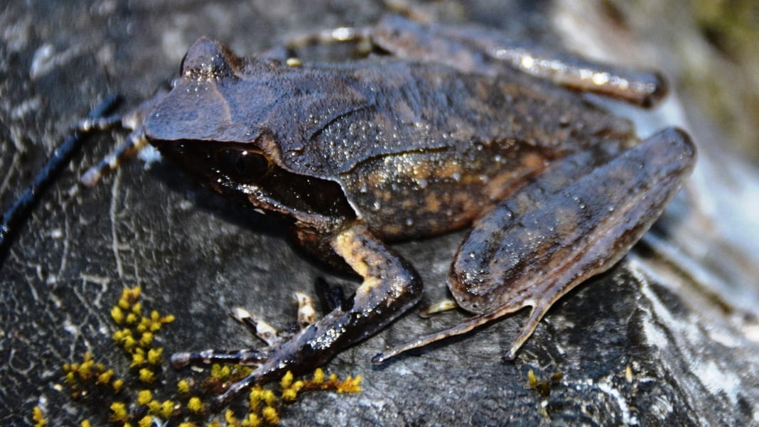 Exploring Amphibian Marvels: The frog researchers of Northeast India
