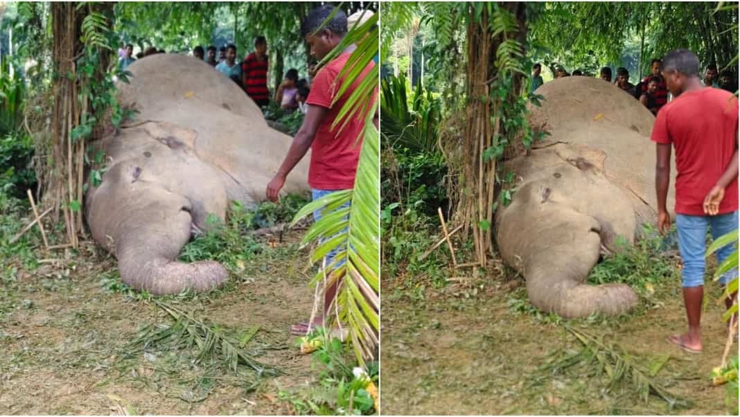 Elephant found dead in Tinsukia, suspected to be electrocuted