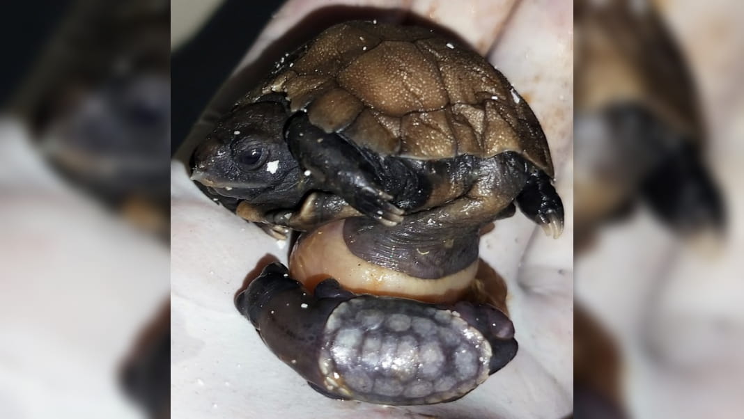 Twins in Tortoises? Nagaland Zoo Makes History with Rare Discovery