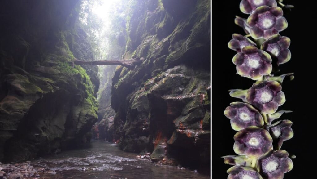 Rare plant discovery in Meghalaya gorge sparks conservation concerns