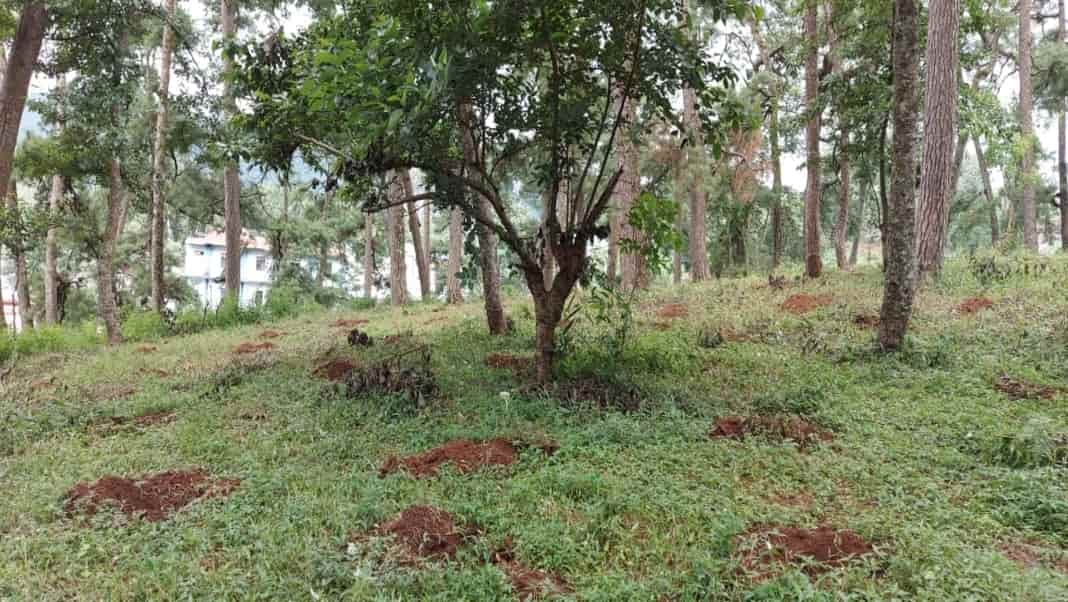 Govt proposes to declare Sacred Grove of Raid Sawkur Nongkseh as ‘Protected Site’