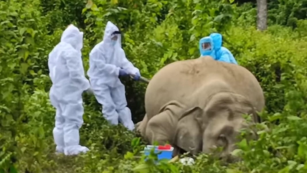 Carcass of elephant suspected to have died of anthrax recovered in Digboi