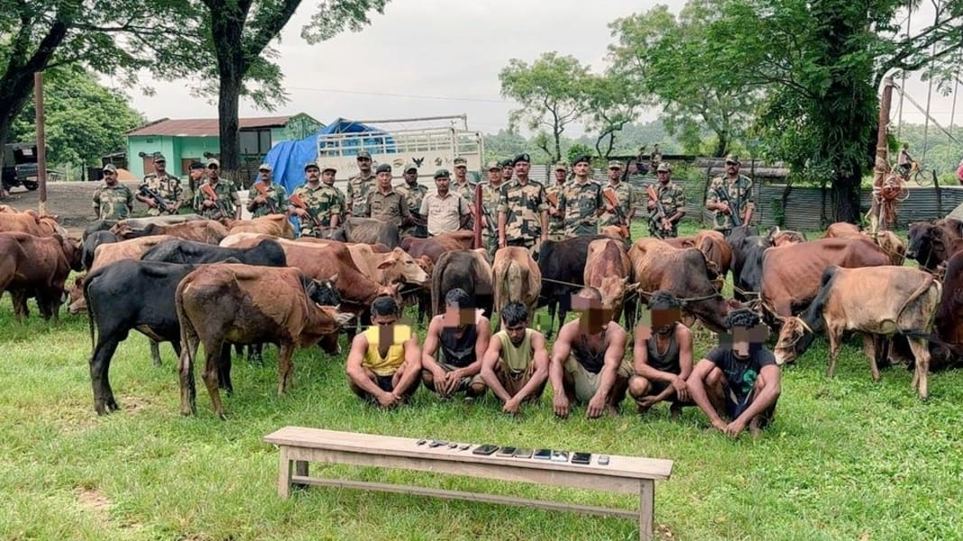 Bangladesh bound cattle rescued by BSF in West Garo Hills, 6 smugglers nabbed