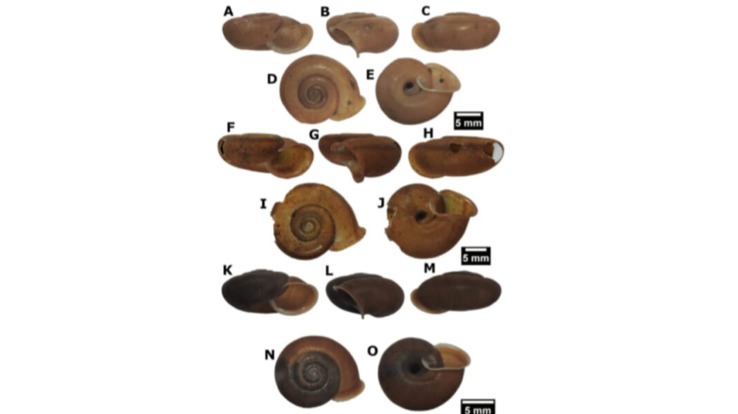 Booming tourism at a cave in Meghalaya has become threat to a new snail species