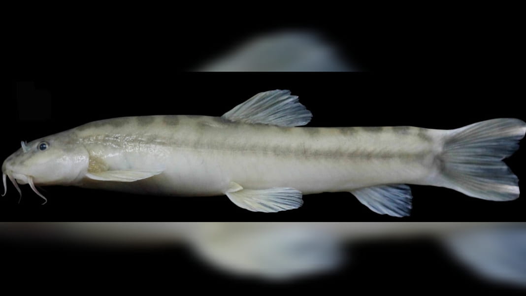 New species of loach fish discovered in South Garo Hills