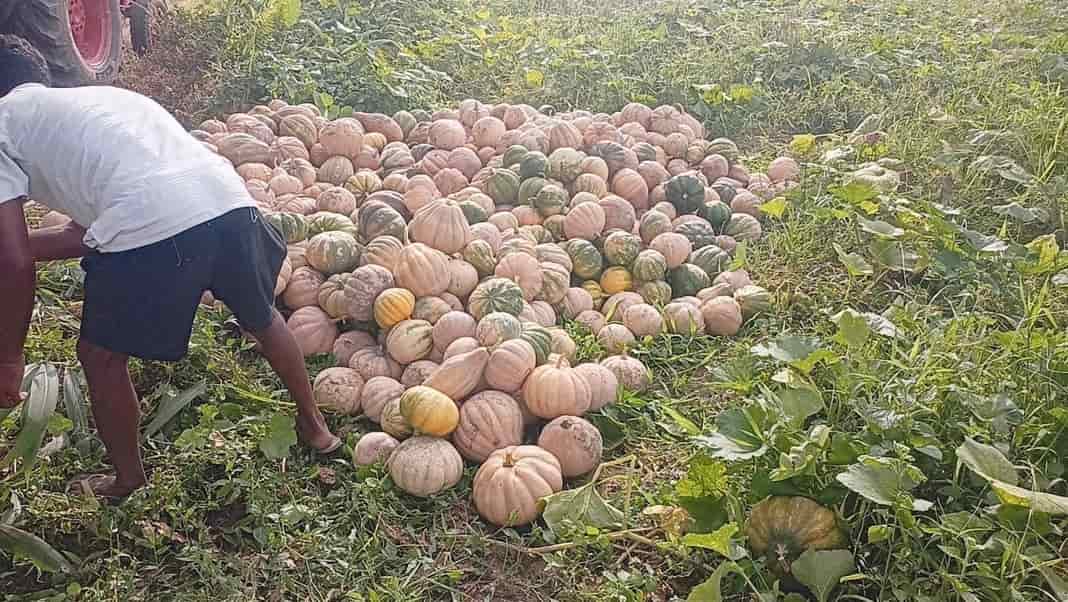 Pumpkin farmers in Arunachal face harassment