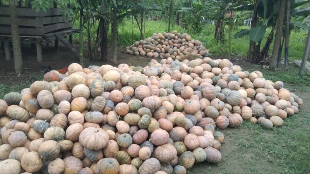 Pumpkin farmers in Arunachal face harassment