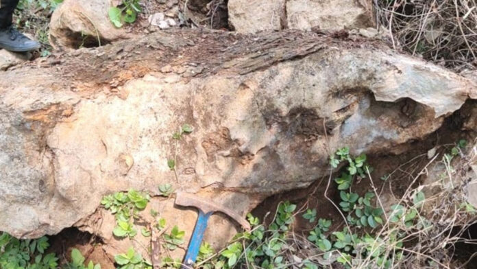 In Depth | Millions of years old fossils of prehistoric whales found in South Garo Hills