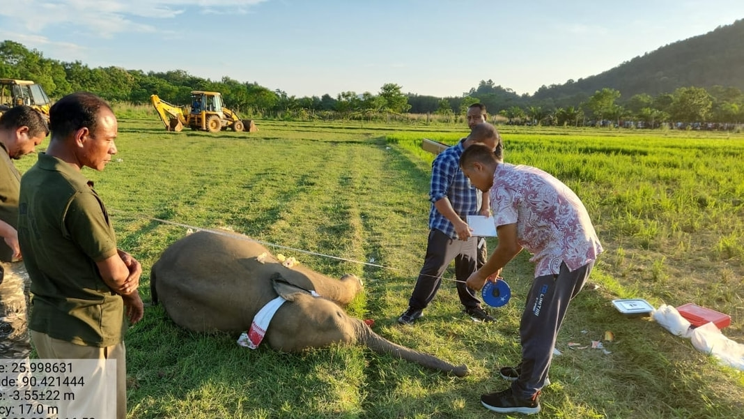 Death of a young elephant due to viral infection, not electrocution: Forest Dept