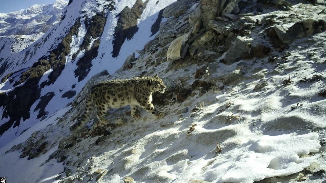 Survey says Arunachal Pradesh is now home to 36 Snow Leopards