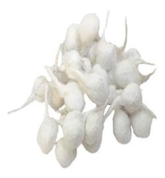 Cotton