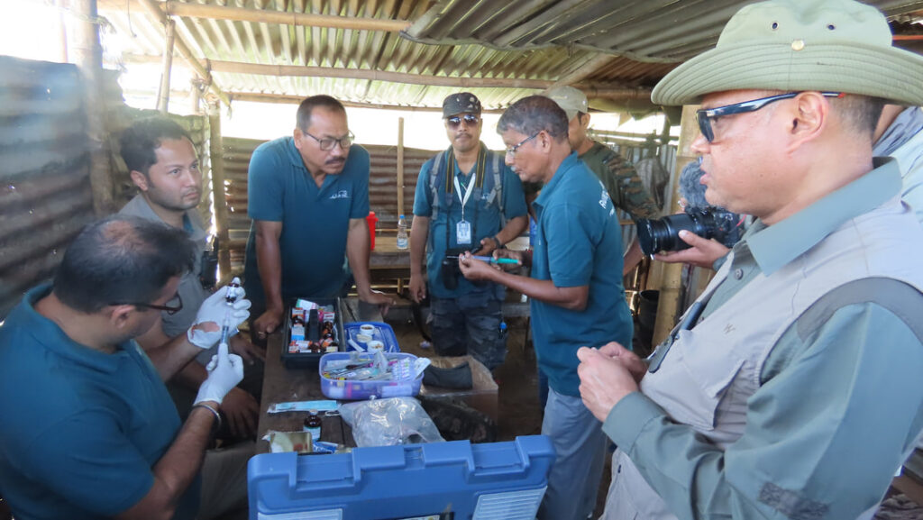 1st wild elephant radio-collared in Assam to mitigate conflict with humans