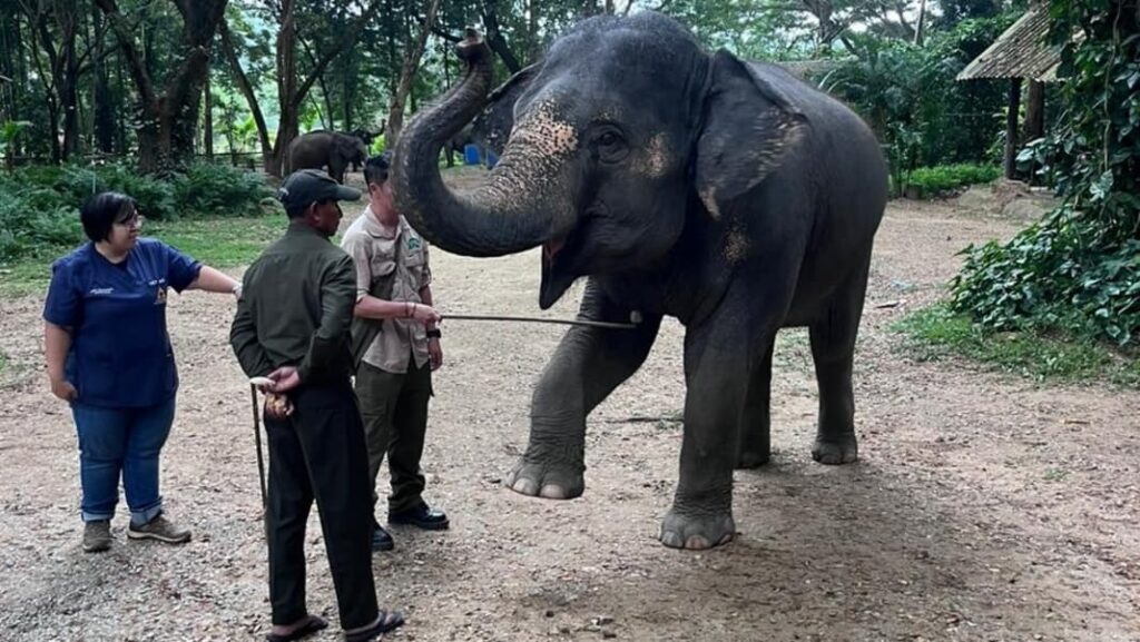 Dr Andrew McLean, Dr Portland Jones of the H-ELP Foundation, and Dr Bhaskar Choudhury of the Wildlife Trust of India were the key trainers and facilitators.