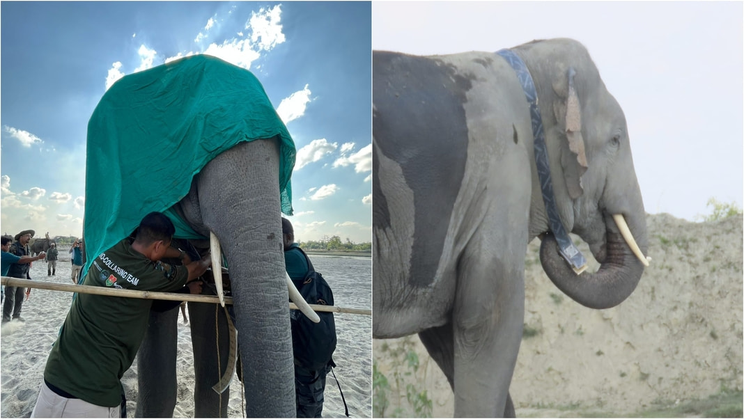 1st wild elephant radio-collared in Assam to mitigate conflict with humans