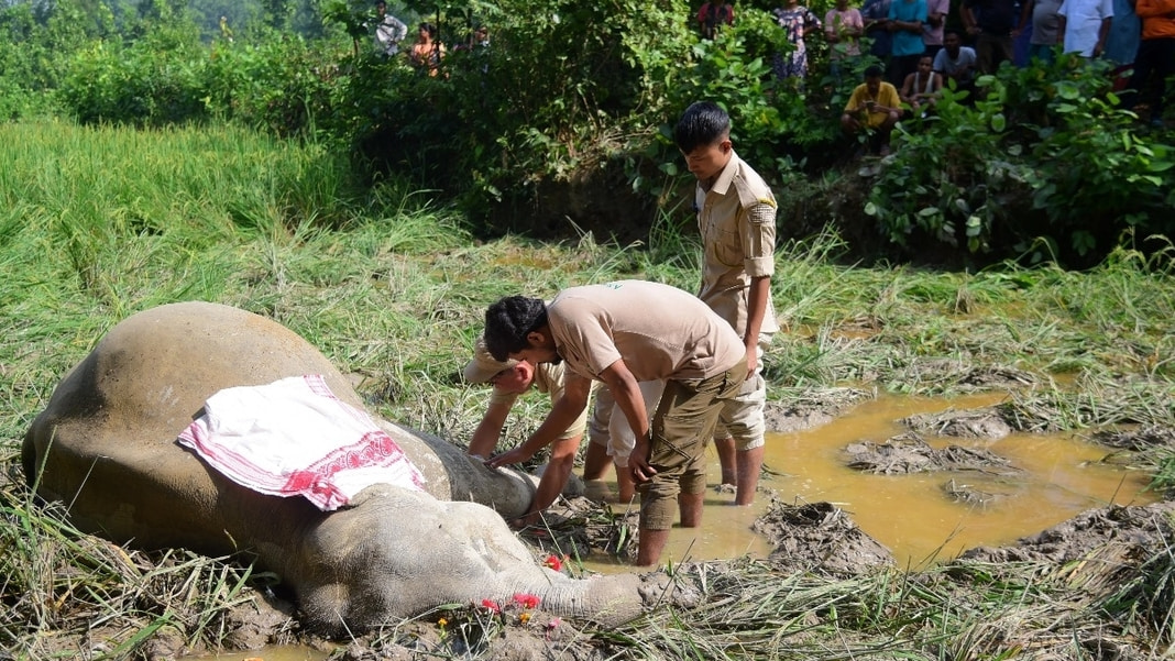 Tragic Discovery of Two Elephant Carcasses Sparks Investigation in West Kamrup