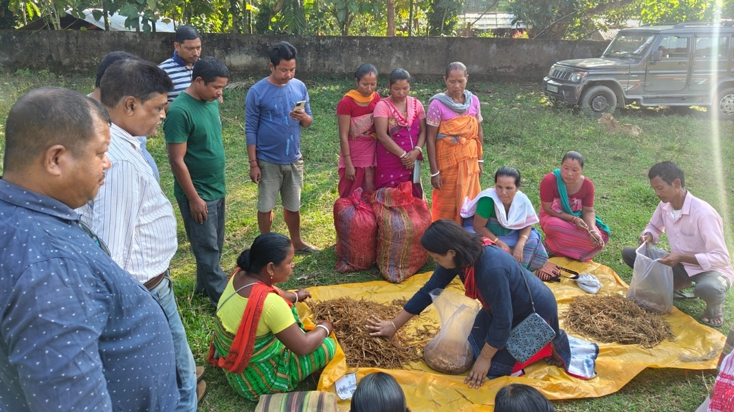 Mushroom farming initiative brings hope to human-elephant conflict zones in Meghalaya