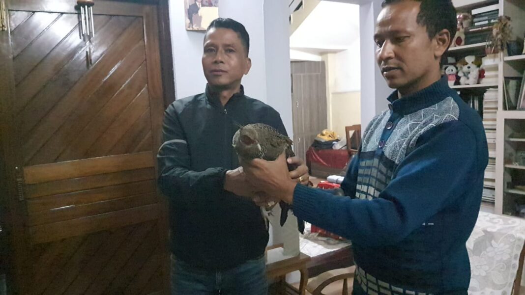 Local shopkeeper in Jowai rescues rare bird, saves it from becoming a meal