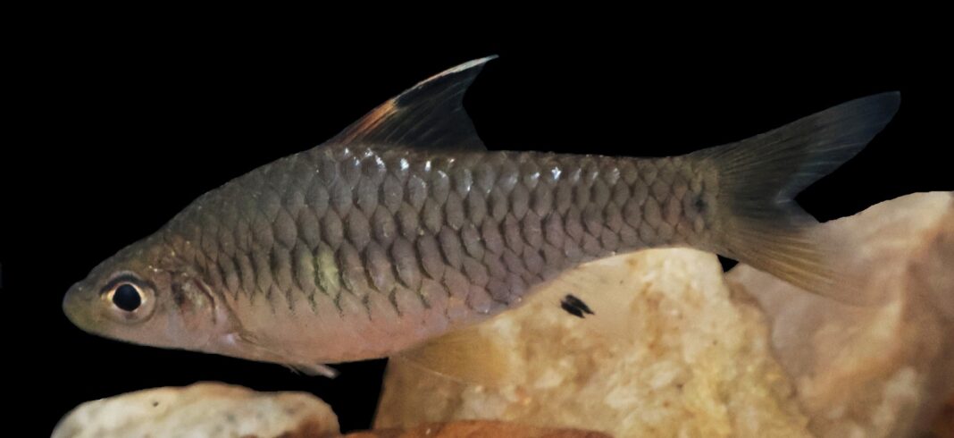 Oreichthys warjaintia