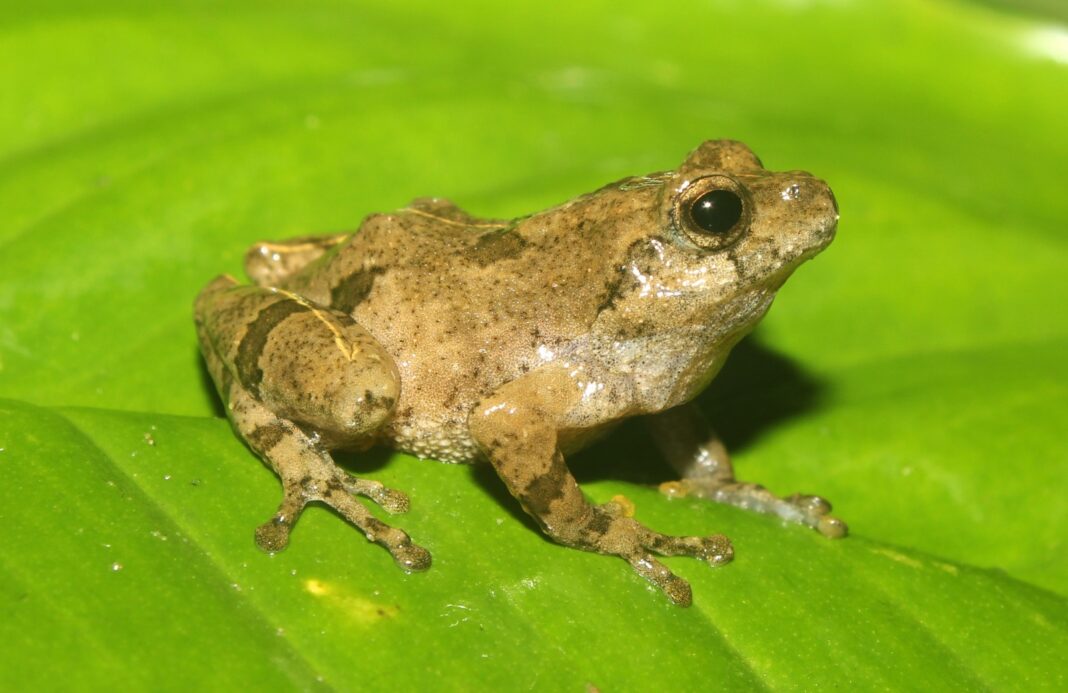 New frog species discovered in Meghalaya, community reserves in focus