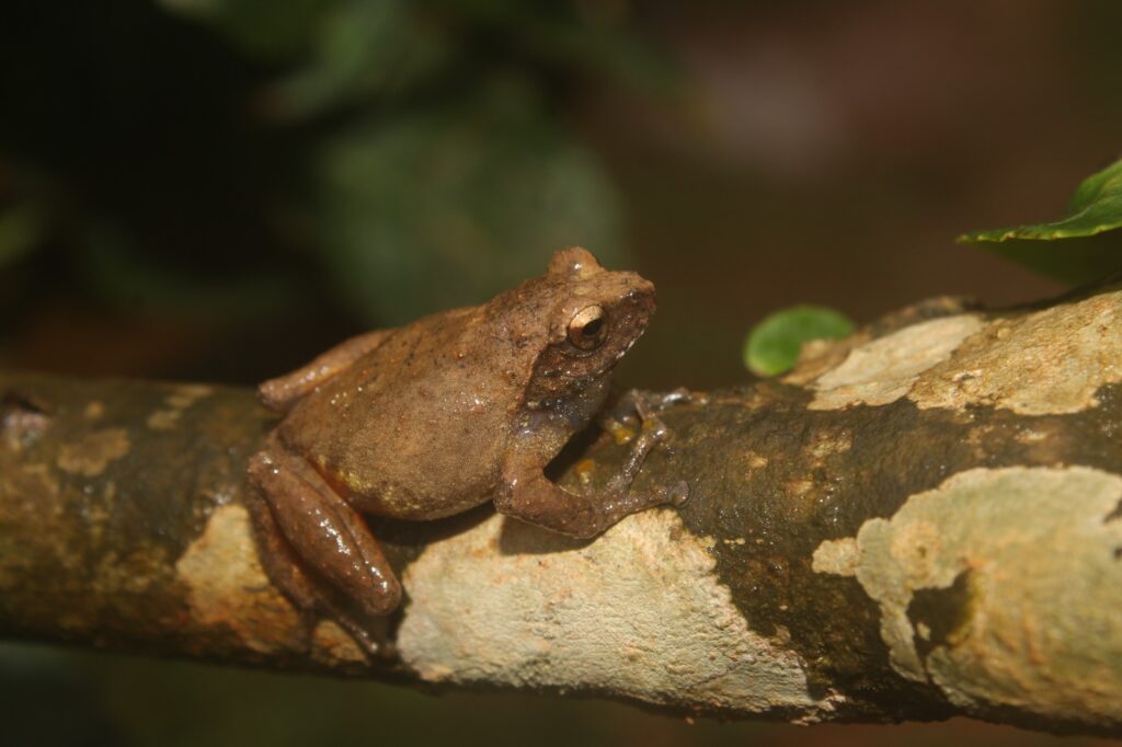 New frog species discovered in Meghalaya, community reserves in focus