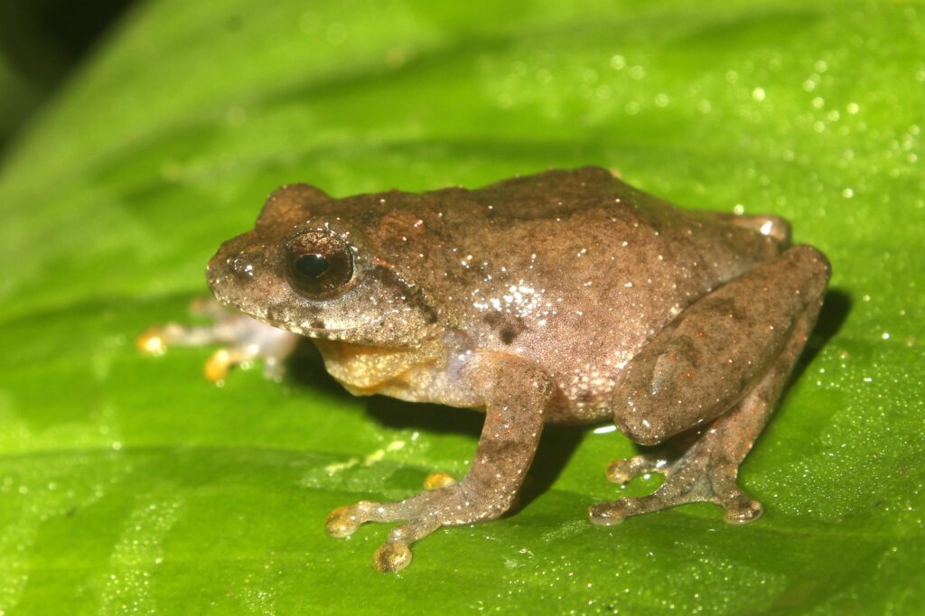 New frog species discovered in Meghalaya, community reserves in focus