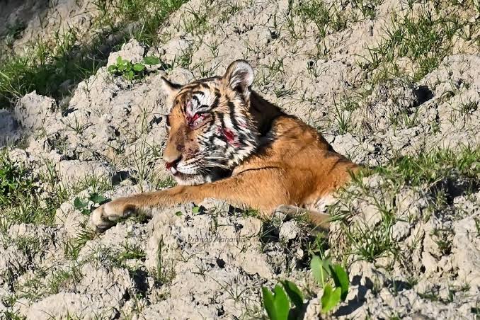 Royal Bengal Tigress