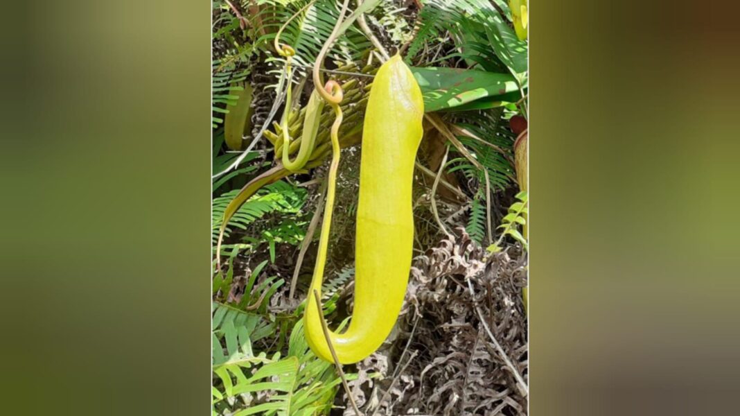 Pitcher Plant