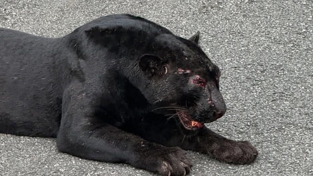 Rare Black Panther rescued after road accident in Arunachal Pradesh