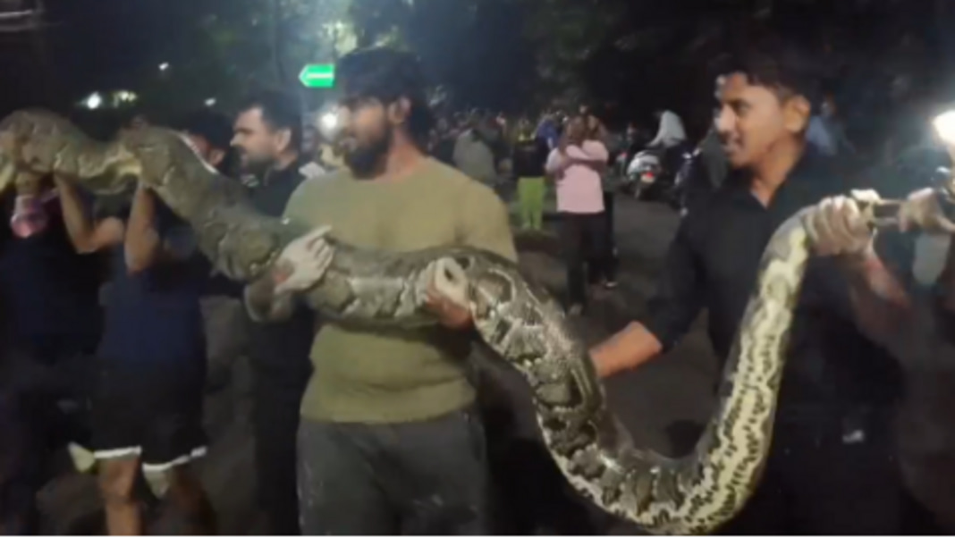 Massive 100-kg Burmese python rescued from hostel of Assam University